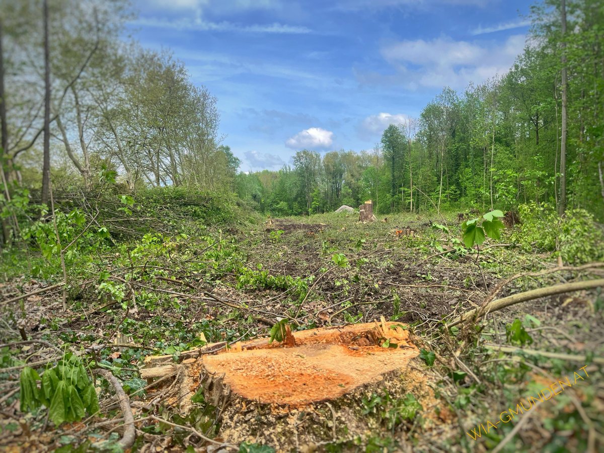 Toscanahalbinsel - Holz um Holz die Bäume fallen 